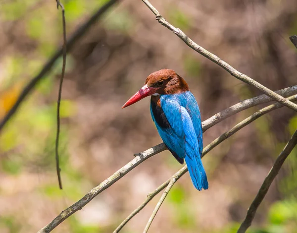 White Throated Kingfisher Halcyon Smyrnensis Branch Park — Stock Photo, Image