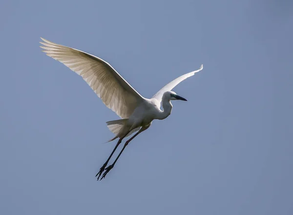 Velký Pták Volavka Ardea Alba Thajska — Stock fotografie