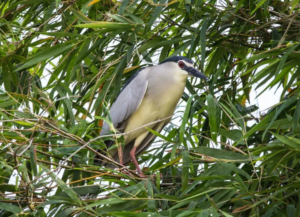 Black Crowned Night Heron Nycticorax Nycticorax Bamboo Tree Thailand — Stock Photo, Image