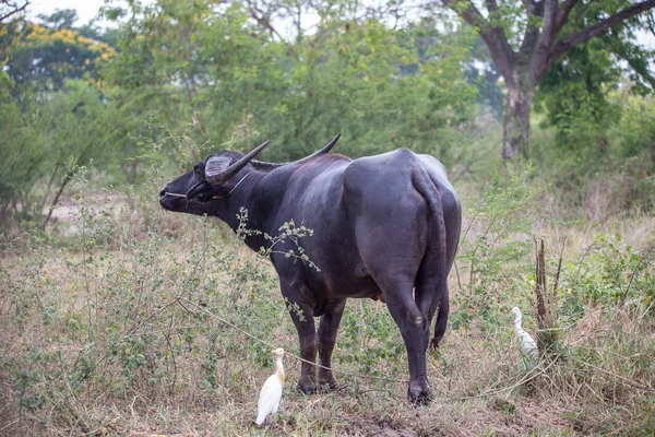 Thai buffalo is an animal that helps in farming.
