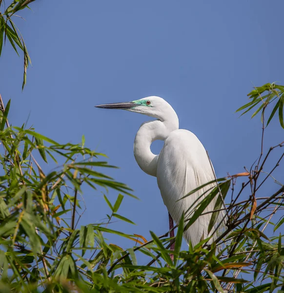 Nagy Kócsag Ardea Alba Madár Thaiföld — Stock Fotó