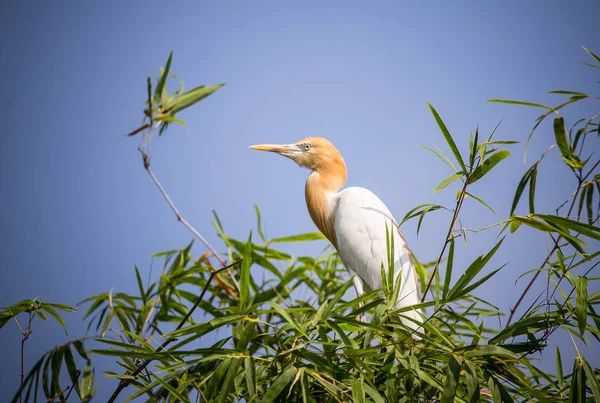 Eastern Cattle Egret Bubulcus Coromandus Bamboo Thailand — Stock Photo, Image