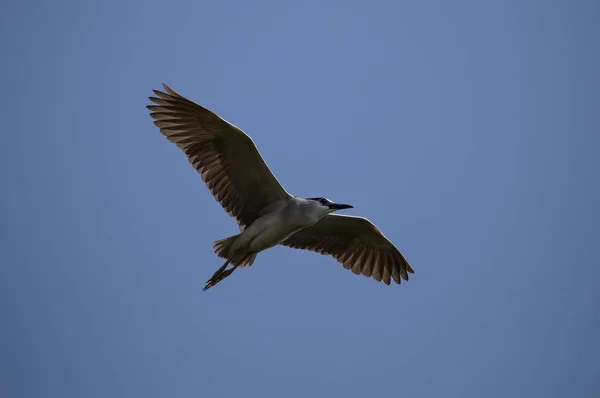 Garça Noite Coroada Preto Nycticorax Nycticorax Céu Tailândia — Fotografia de Stock