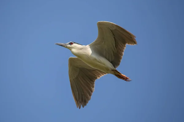 Svart Crowned Night Heron Nycticorax Nycticorax Himlen Thailand — Stockfoto