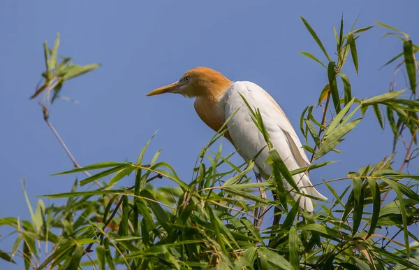 Eastern Cattle Egret Bubulcus Coromandus Bamboo Thailand — Stock Photo, Image