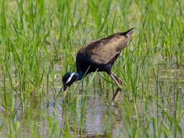 Bronz kanatlı Jasana: Metopedius indicus. (Latham)
