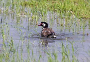 Kırmızı wattled kız kuşu olduğunu Tayland alanlarında oynarken su.