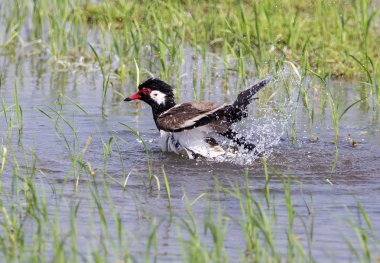 Kırmızı wattled kız kuşu olduğunu Tayland alanlarında oynarken su.