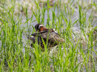 Büyük boyalı-çulluk. (Rostratula benghalensis) Tayland alanlarında.