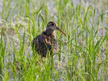 Büyük boyalı-çulluk. (Rostratula benghalensis) Tayland alanlarında.