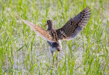 Büyük boyalı-çulluk. (Rostratula benghalensis) Tayland alanlarında.