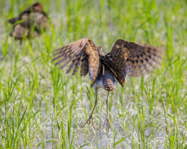 Büyük boyalı-çulluk. (Rostratula benghalensis) Tayland alanlarında.