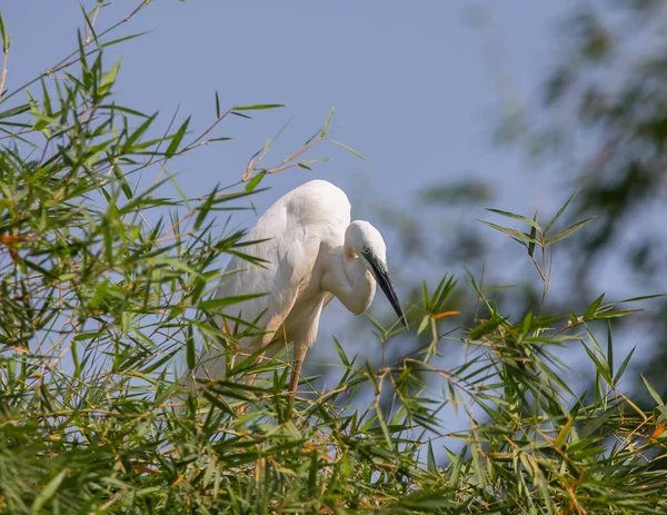タイの素晴らしい白鷺 アルデーア アルバ — ストック写真