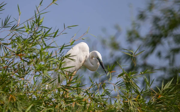 Grote Zilverreiger Ardea Alba Vogel Van Thailand — Stockfoto