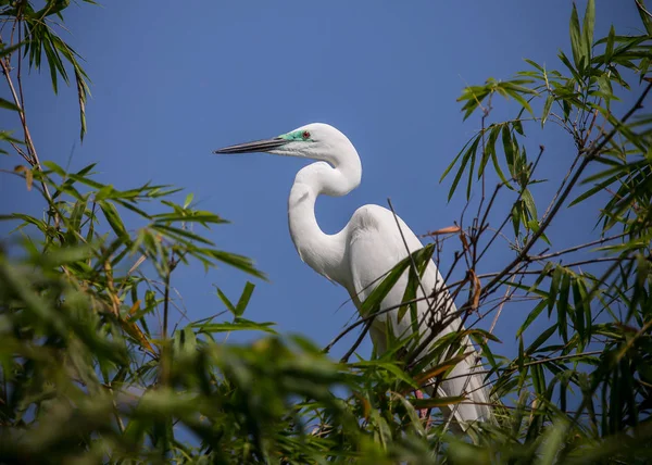 Велика Біла Чапля Ardea Альба Птах Таїланду — стокове фото