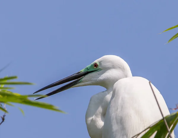 Велика Біла Чапля Ardea Альба Птах Таїланду — стокове фото