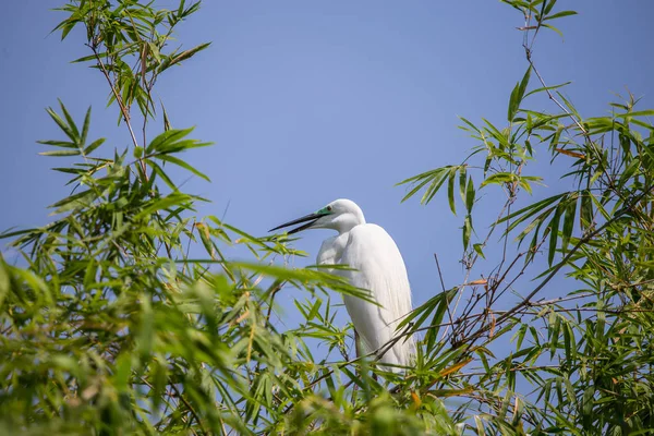 Nagy Kócsag Ardea Alba Madár Thaiföld — Stock Fotó