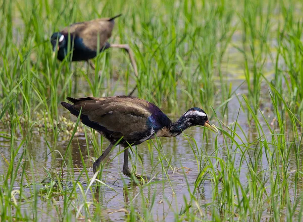 Jacana Alata Bronzo Metopedius Indicus Latham — Foto Stock