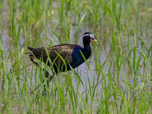 Jacana Alata Bronzo Metopedius Indicus Latham — Foto Stock