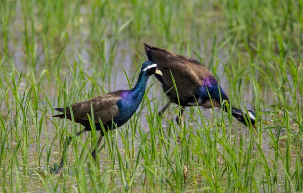 Jacana Asas Bronze Metopedius Indicus Latham — Fotografia de Stock