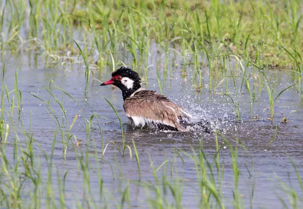 Laccetto Rosso Wattled Erano Acqua Che Gioca Nei Campi Della — Foto Stock