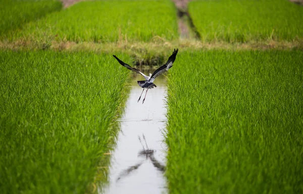 Cigogne Bec Ouvert Anastomus Oscitans Volant Dans Domaine Thaïlande — Photo