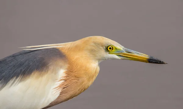 Kinesiska Dammen Heron Fälten Thailand — Stockfoto