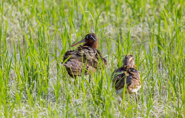 Grandioso Snipe Pintado Rostratula Benghalensis Los Campos Tailandia — Foto de Stock