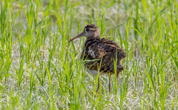 Vyšší Malované Sluk Rostratula Benghalensis Oblastech Thajska — Stock fotografie