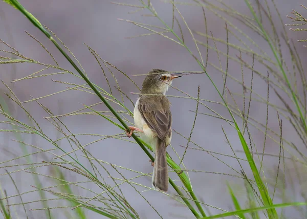 Prinia Planície Prinia Inornata Grama Verde Natureza — Fotografia de Stock