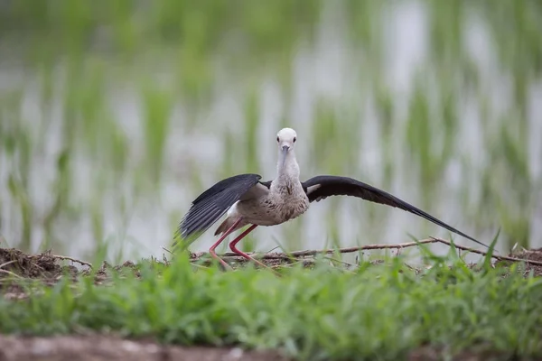 Чорний Крилатий Схожого Ходулі Himantopus Himantopus Рисовій Сфері Таїланду — стокове фото