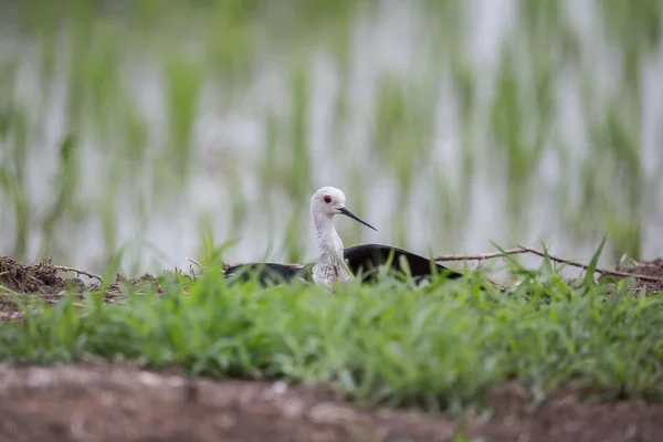 Ala Nera Stilt Himantopus Himantopus Nella Risaia Della Thailandia — Foto Stock