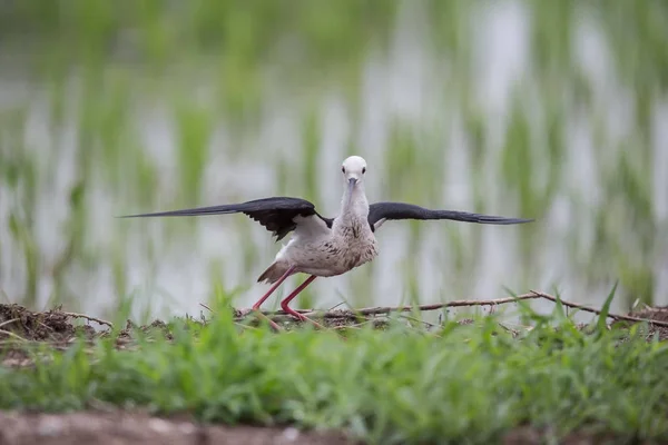 セイタカシギ Himantopus Himantopus タイの田んぼで — ストック写真