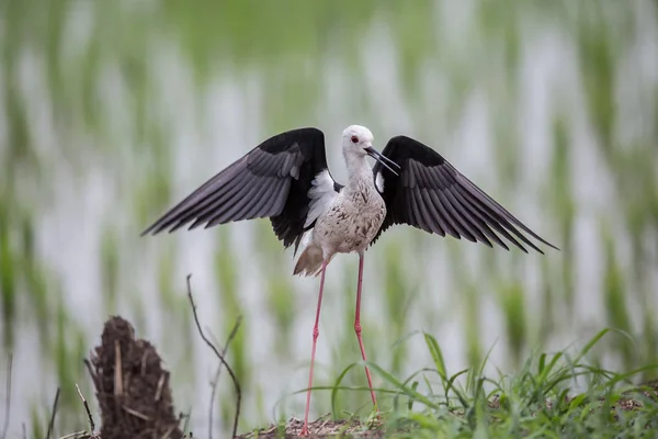 Stelzenläufer Himantopus Himantopus Reisfeld Von Thailand — Stockfoto