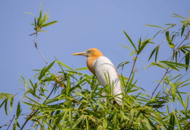 Bambu Tayland üzerinde Doğu sığır balıkçıl (Bubulcus coromandus).