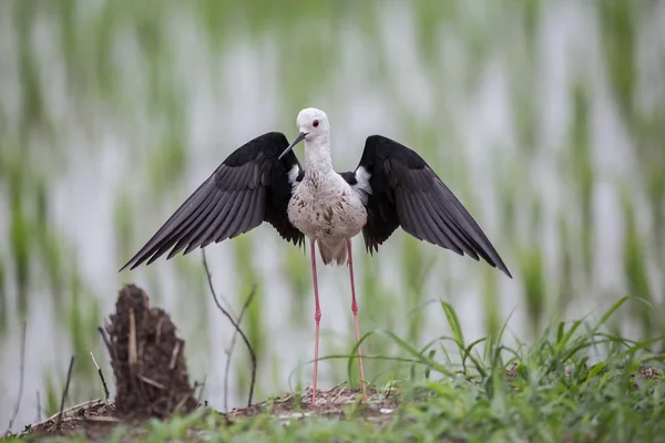 Чорний Крилатий Схожого Ходулі Himantopus Himantopus Рисовій Сфері Таїланду — стокове фото