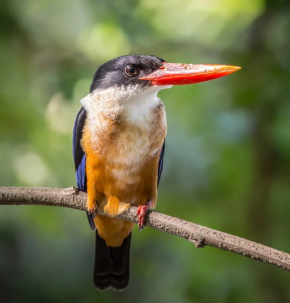 Черношапочный Kingfisher Halcyon Pileata Ветке Дерева — стоковое фото