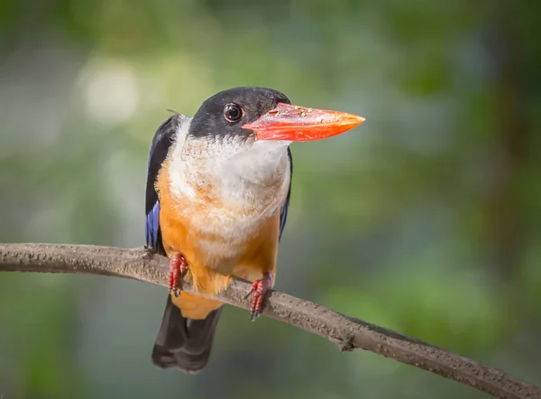 Schwarzkopf Eisvogel Halcyon Pileata Auf Astbaum — Stockfoto