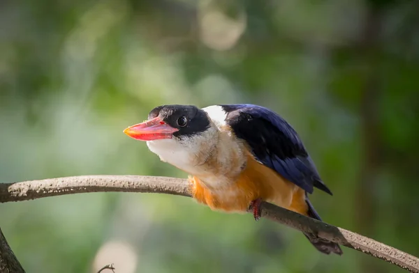 Черношапочный Kingfisher Halcyon Pileata Ветке Дерева — стоковое фото