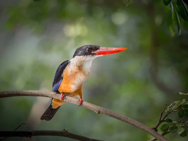 Pescador Real Capa Negra Halcyon Pileata Árbol Ramas — Foto de Stock