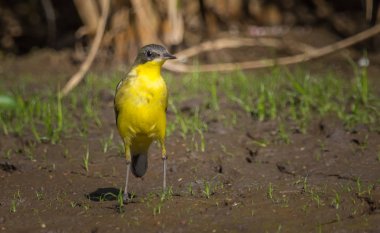 Doğu sarı zemin üzerinde yürüme Kuyruksallayan (Motacilla flava).