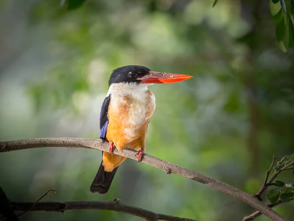 Schwarzkopf Eisvogel Halcyon Pileata Auf Astbaum — Stockfoto