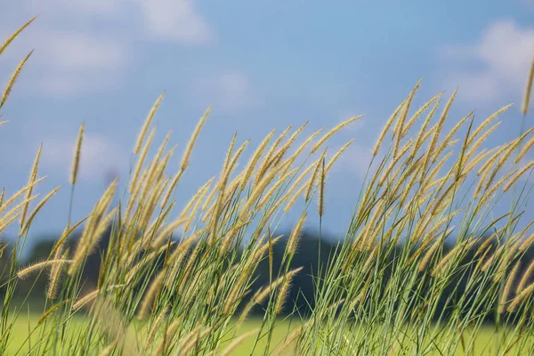 Pennisetum Bloem Met Blauwe Hemelachtergrond — Stockfoto