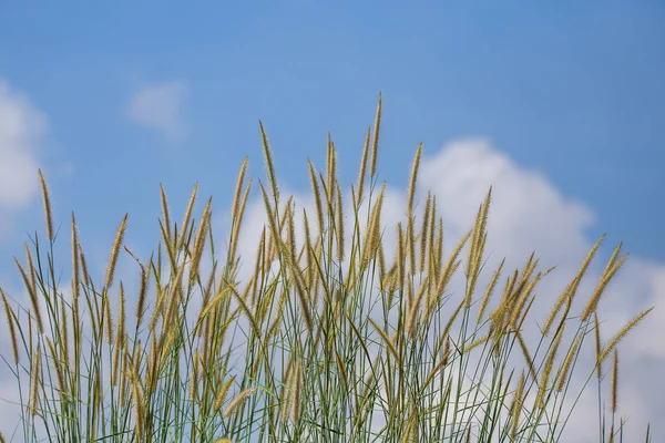 Pennisetum Fiore Con Sfondo Cielo Blu — Foto Stock