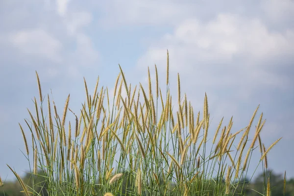 Pennisetum Virág Kék Háttér — Stock Fotó