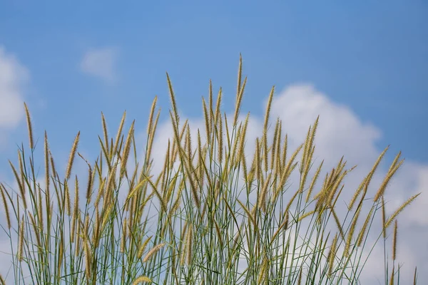 Pennisetum Flower Blue Sky Background — Stock Photo, Image