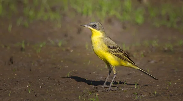 Eastern Yellow Wagtail Motacilla Flava Camminando Terra — Foto Stock