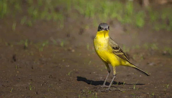 Eastern Yellow Wagtail Motacilla Flava Camminando Terra — Foto Stock