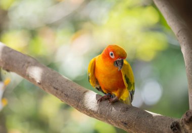 Aratinga solstitialis banch ağaç üzerinde.