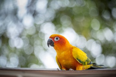Yeşil arka plana sahip Aratinga solstitialis (conure).